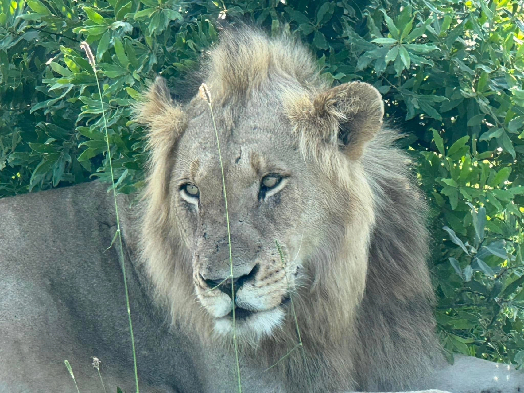 漂亮又羞涩的雄狮,鬃毛还没长出来多少!#金秋图文动态创作节