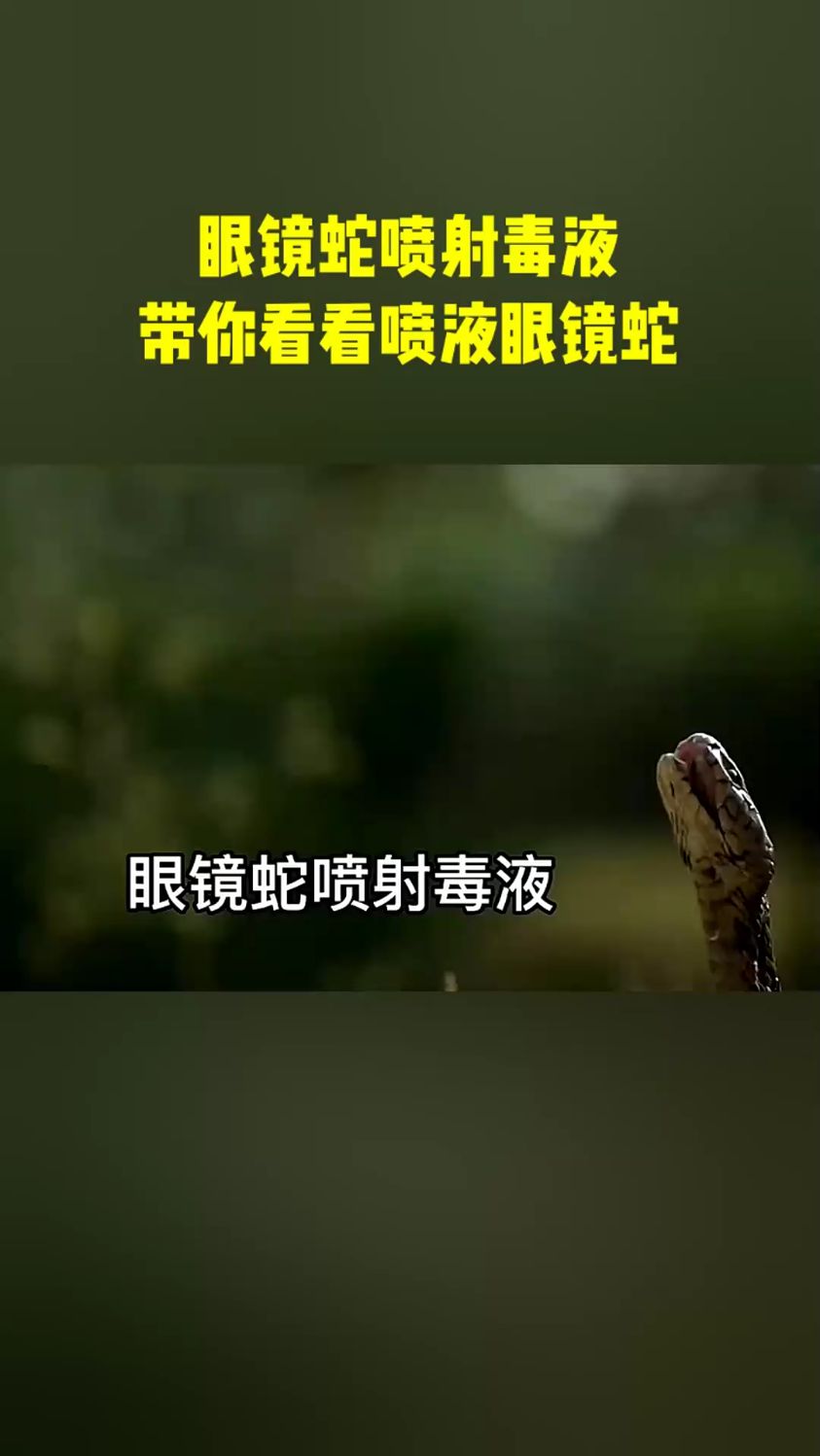 眼镜蛇喷毒液图片