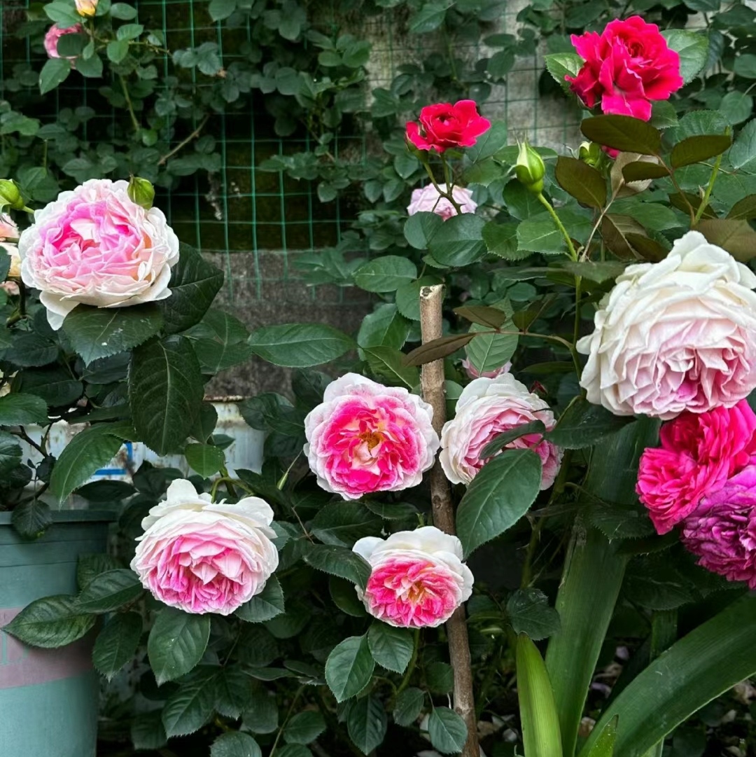 根西,月季世界一个很奇异的存在