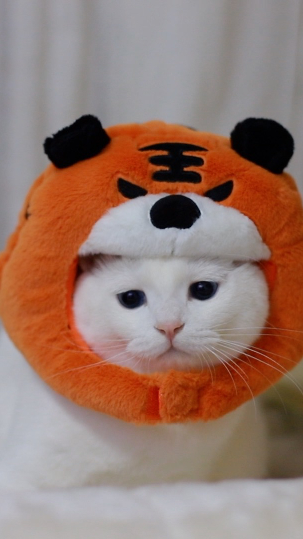 小猫咪秒变小老虎,这表情太可爱了吧!