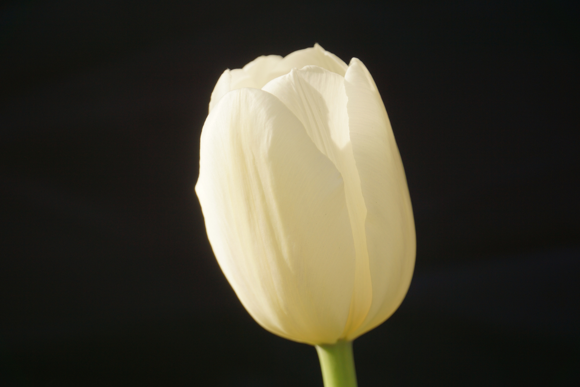 九月动态激励计划# 卡洛郁金香  卡洛郁金香,花杯状,单瓣,颜色堆