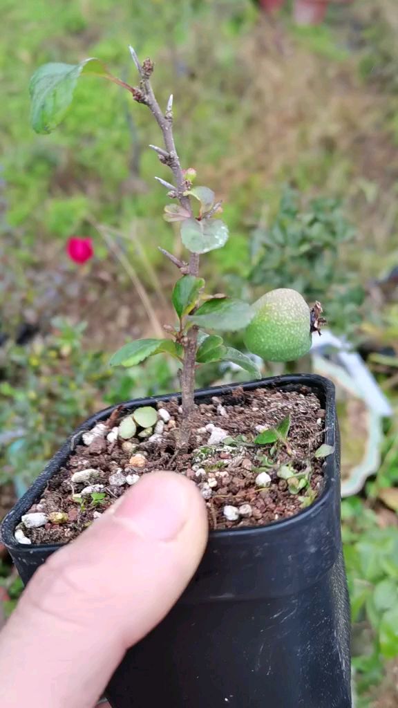 变异长寿梅还长果子