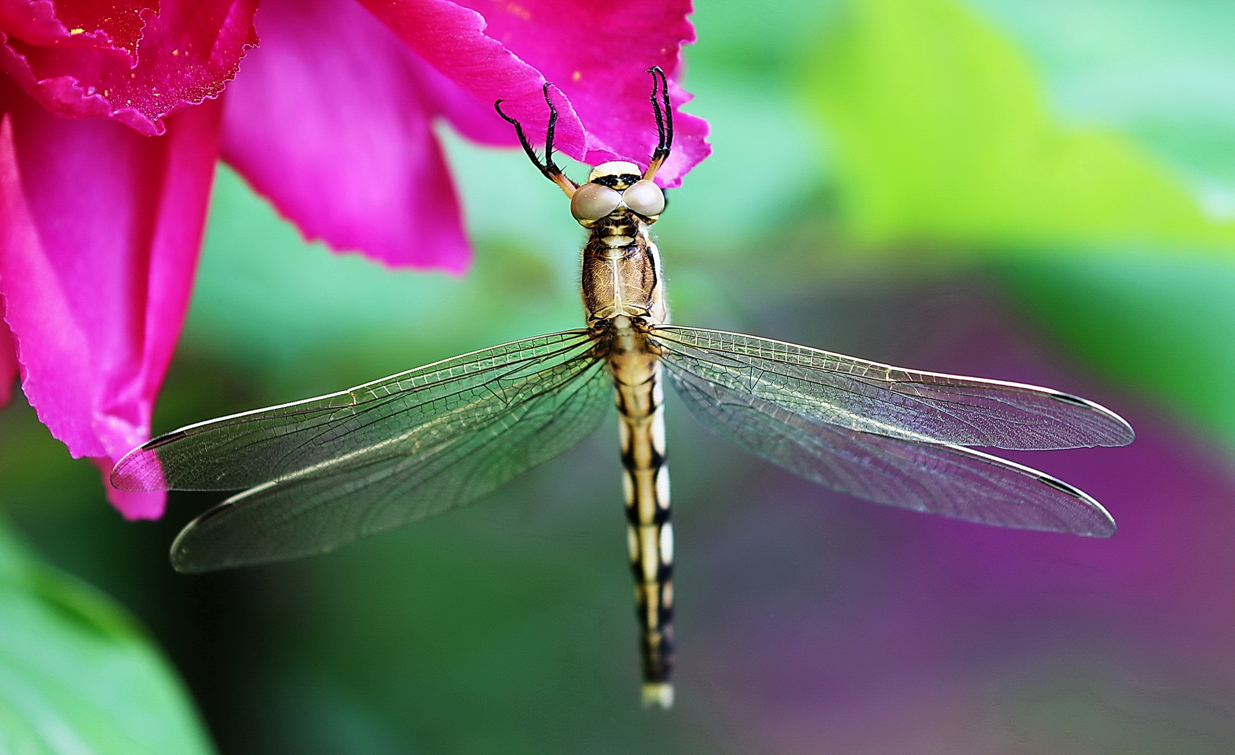 追寻自然之美:蜻蜓繁殖的神奇旅程