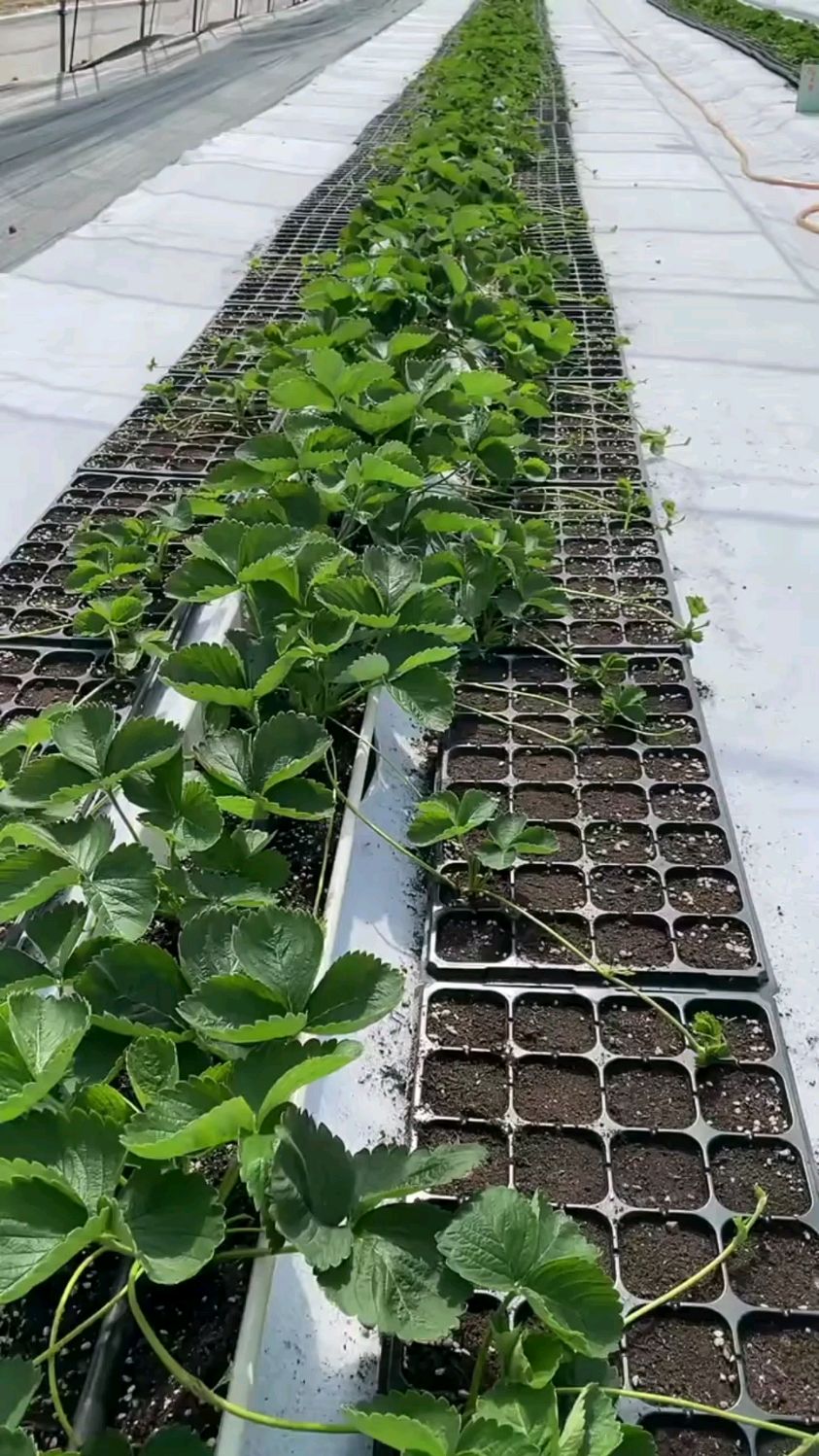 草莓苗穴盘苗!进口基质,脱毒育苗,早果,丰产,成活率高!