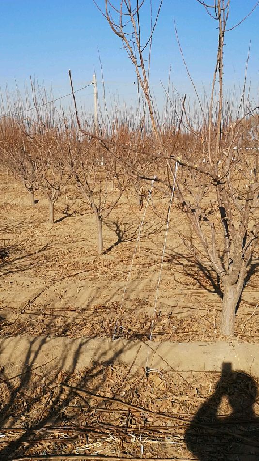 李子树冬季修剪