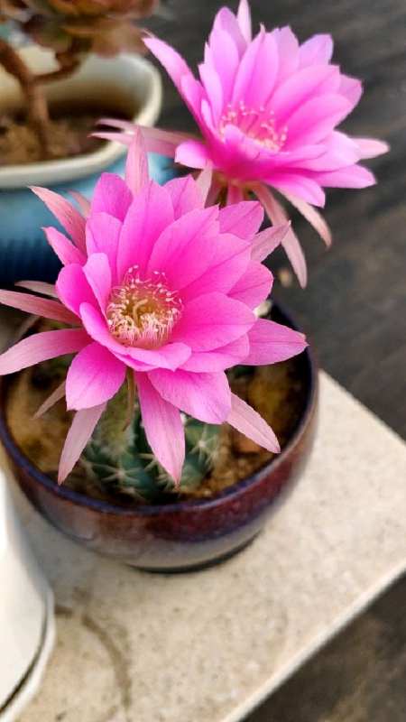 仙人球粉花短毛丸,真的是开花机器,花大,色艳,养护简单,太让人爱了!