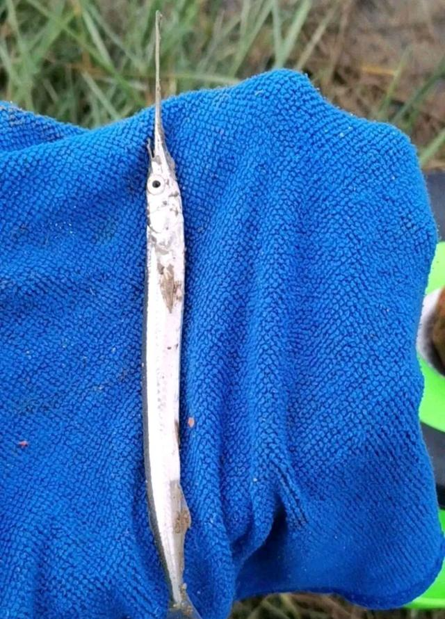 在当地的河流里钓到很多疑似小剑鱼,一钓一大盆钓友疑问能吃吗