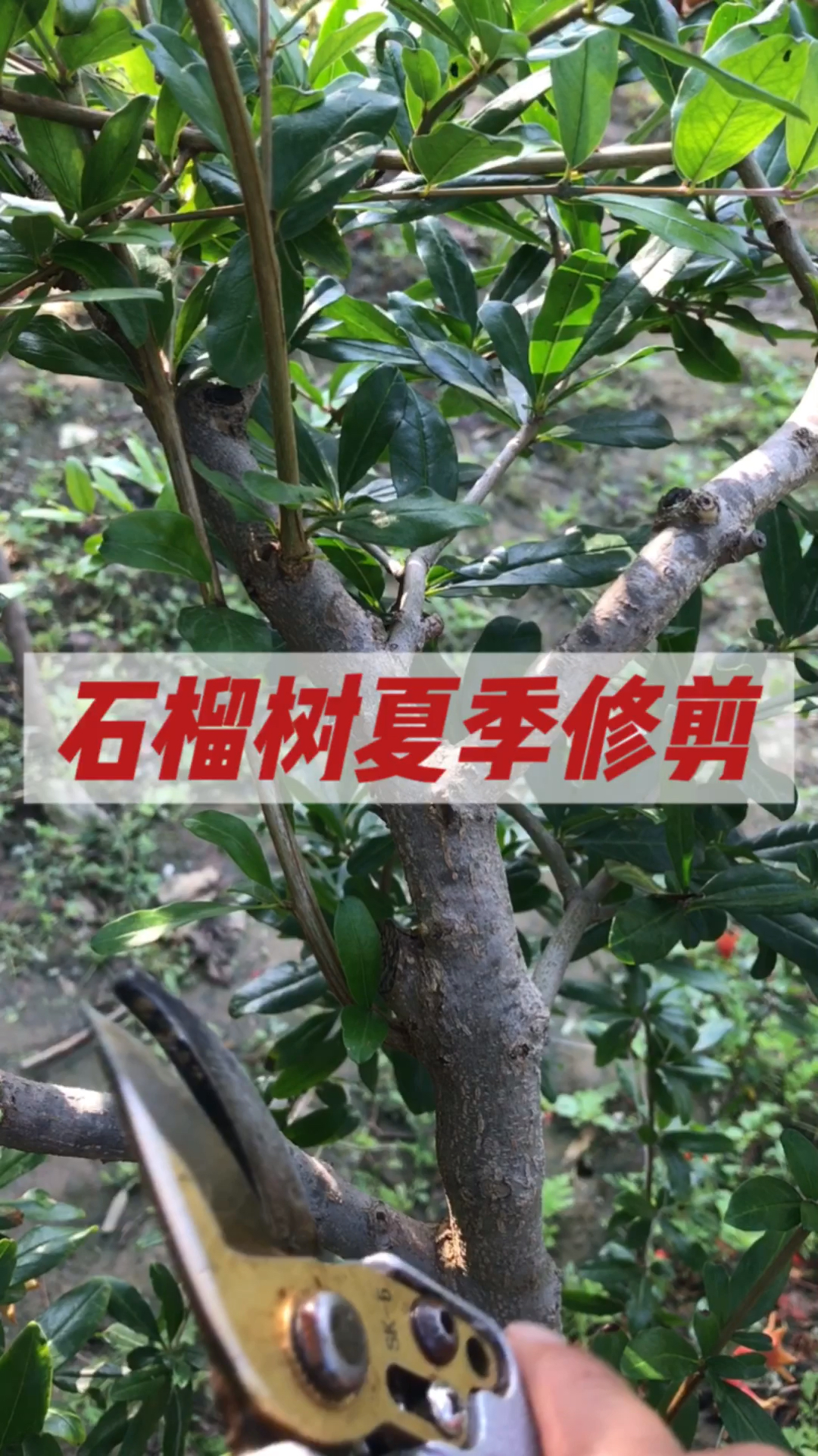 石榴树夏季如何修剪