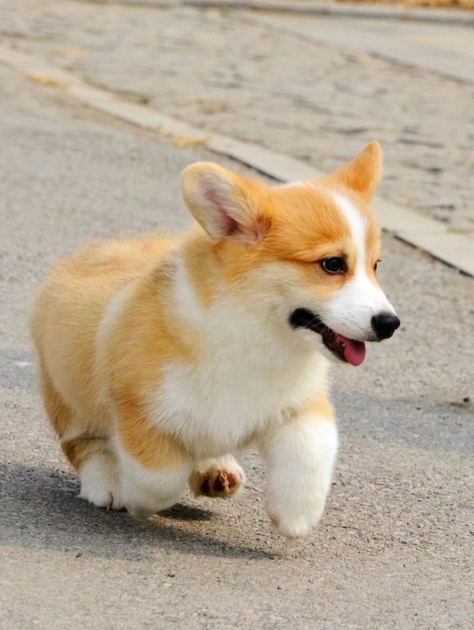 962_1280竖版 竖屏