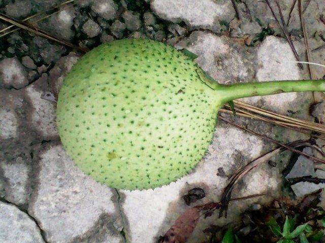 這植物叫