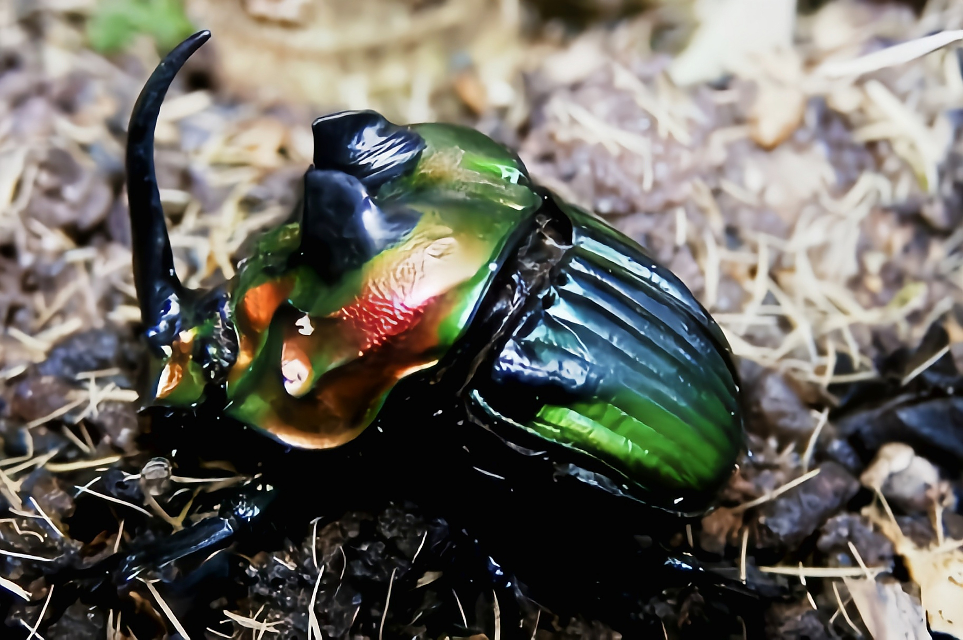 每天认识一种昆虫——帝王突蜣螂 帝王突蜣螂别名彩虹帝王粪金龟原产