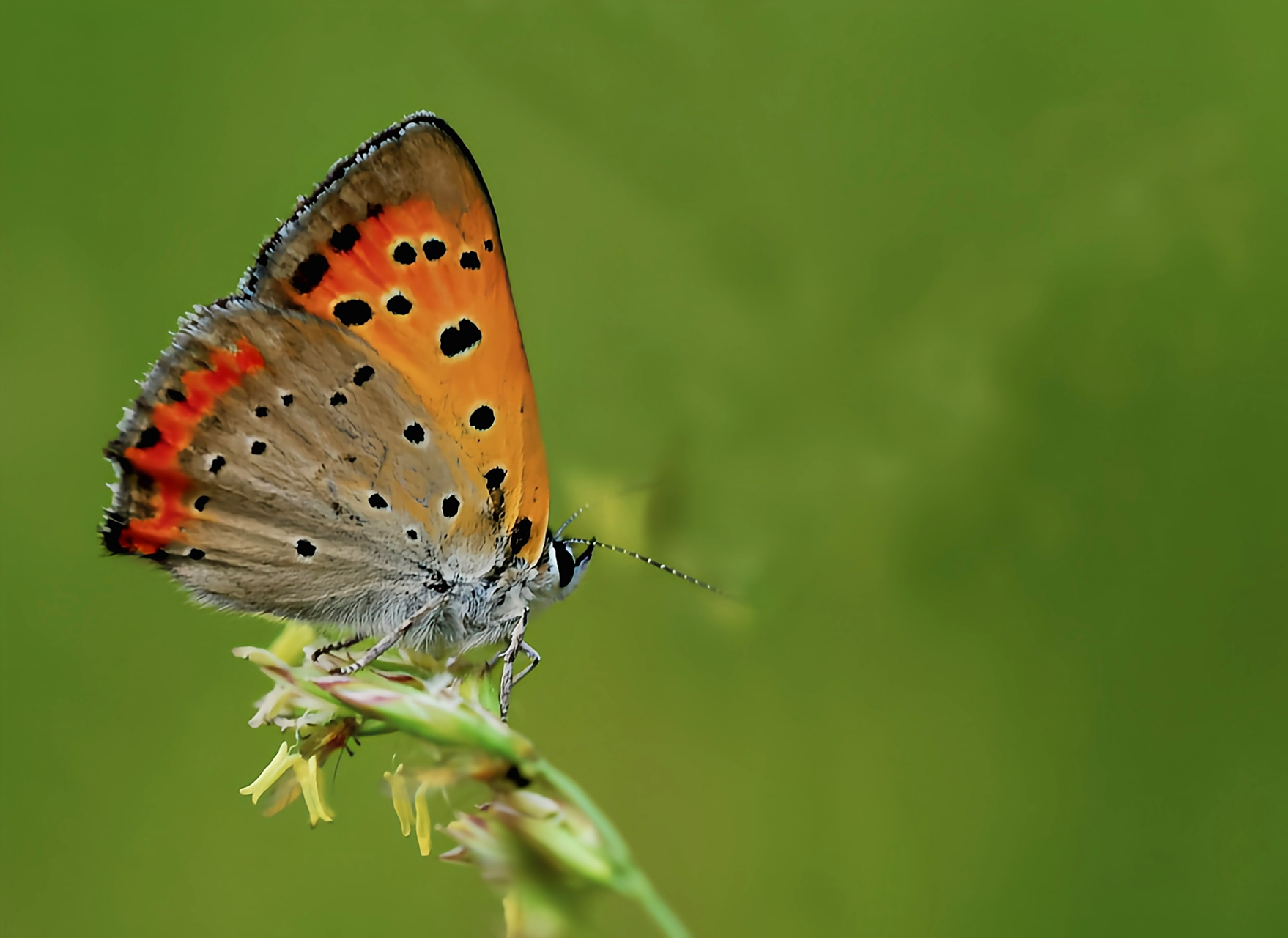 每天认识一种昆虫——红灰蝶 红灰蝶别名铜灰蝶,黑斑红小灰蝶,成虫翅
