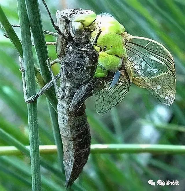 蜻蜓幼虫