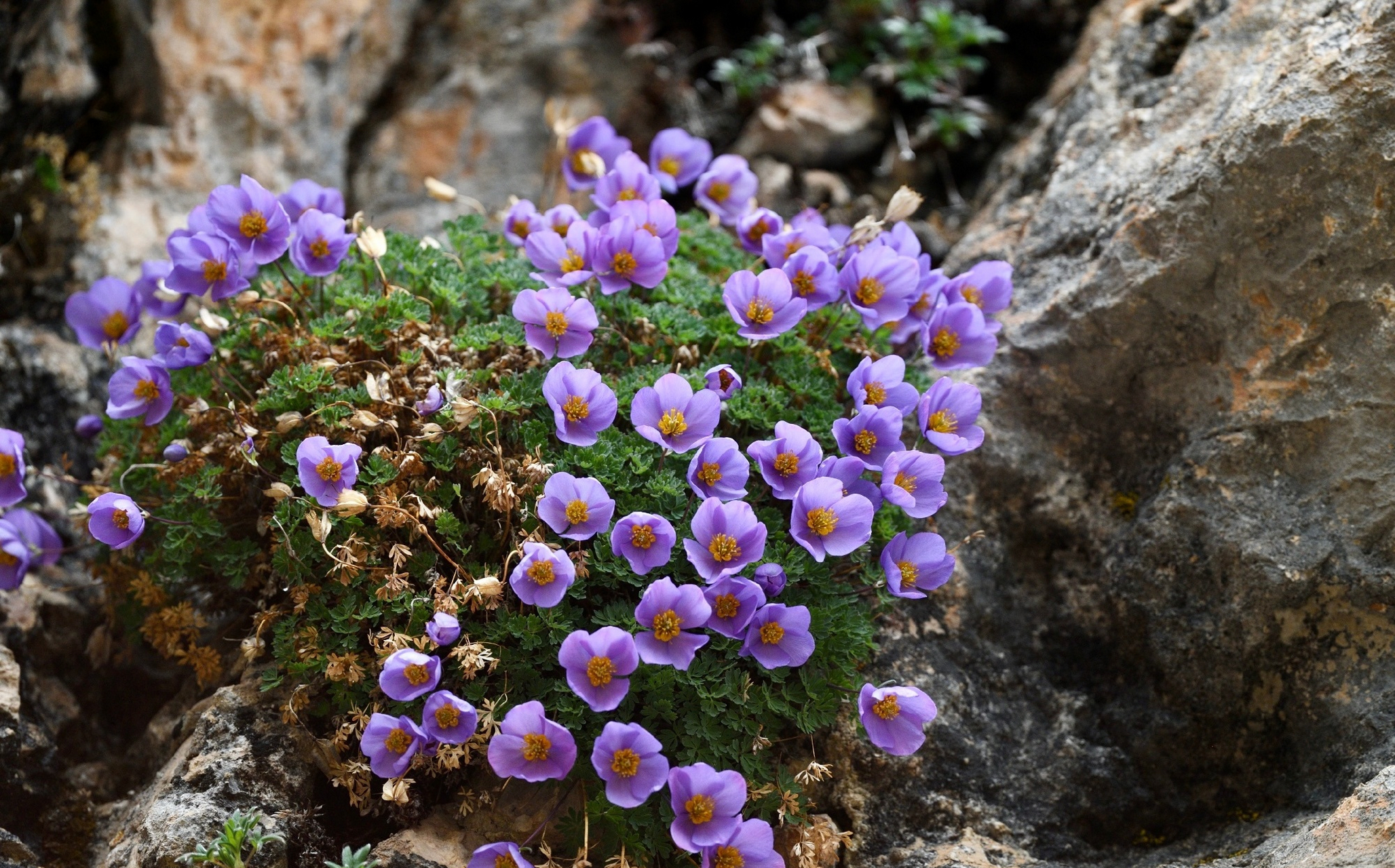 拟耧斗菜 paraquilegia microphylla 毛茛科 拟耧斗菜属,盛开在大山