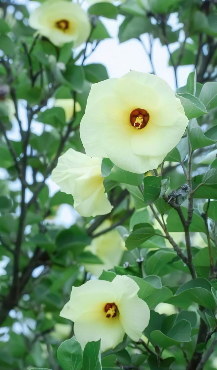 海滨木槿,清新淡雅.