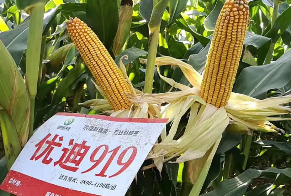 优迪919玉米品种介绍