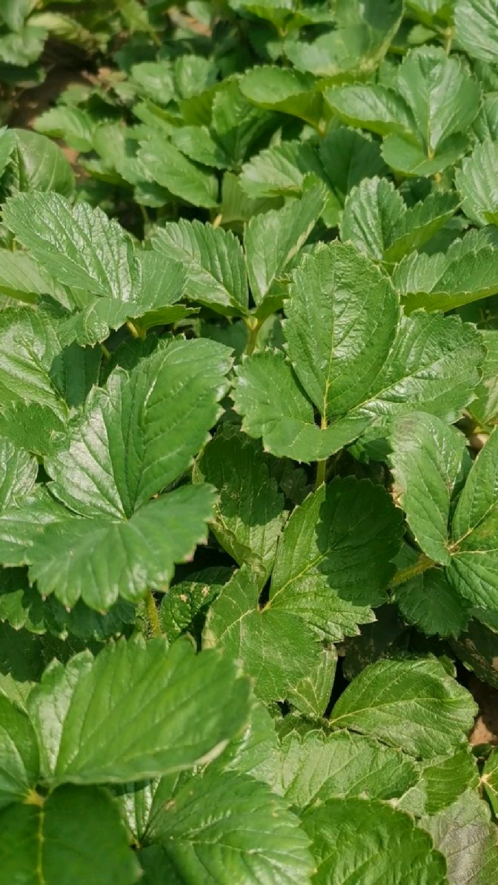 妙香三号草莓苗极丰产抗病性强的草莓苗品种