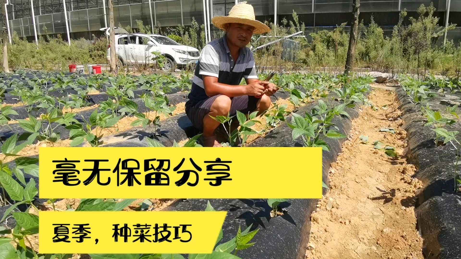 小陈分享夏季反季节蔬菜种植技巧,学到的朋友值得收藏