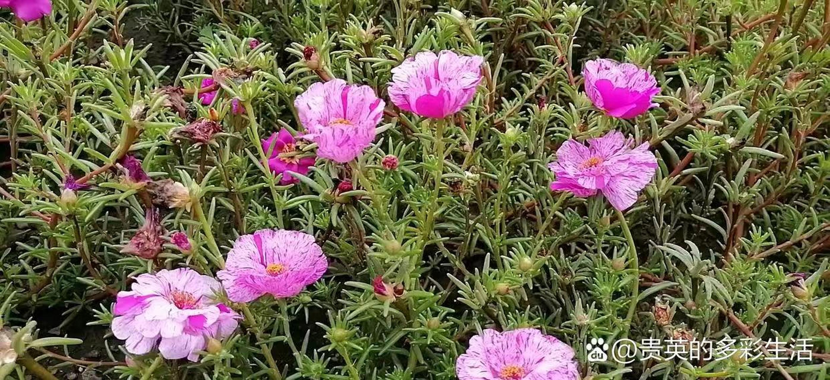 马食菜花图片