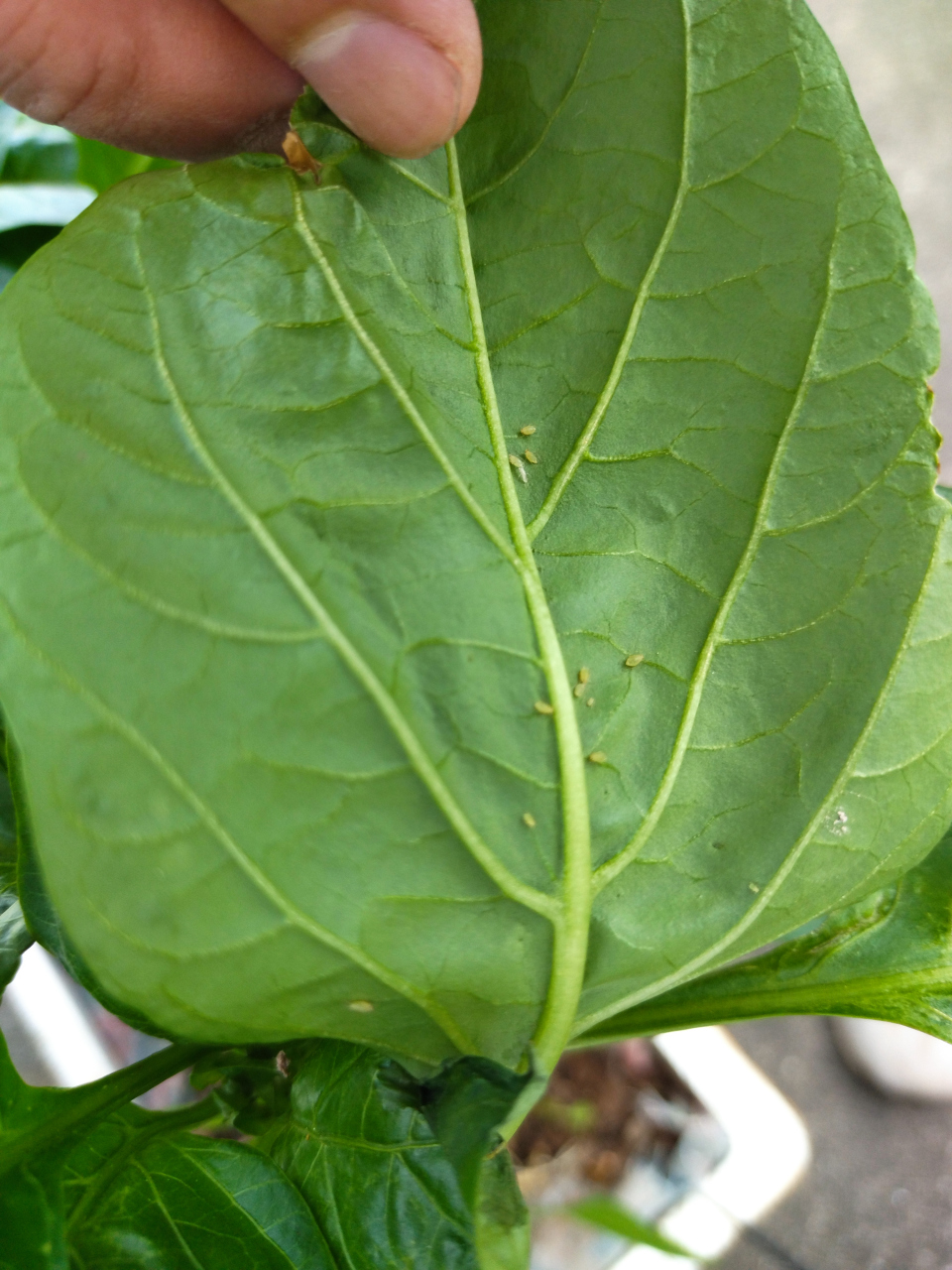 菜叶背面密密麻麻小虫图片