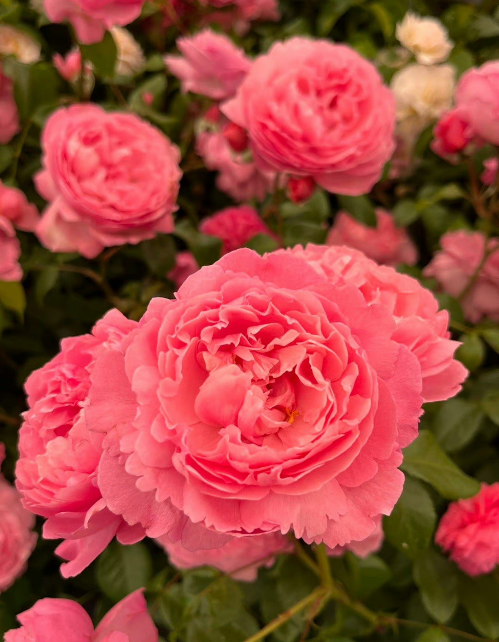 2023 da另一个新品种penelope lively 深粉,杯型,花朵中型大小,浓香