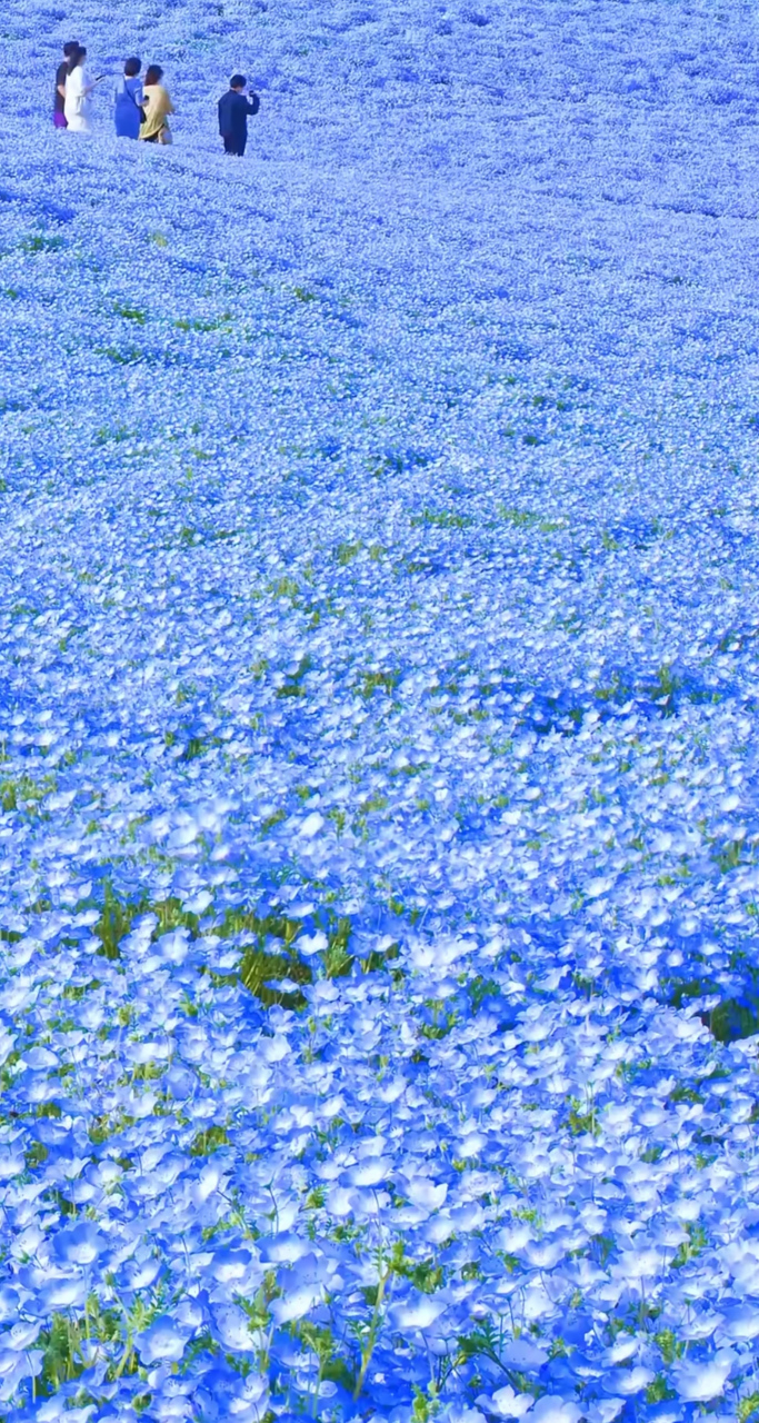 蓝色花海与天同色,远看浑然一体