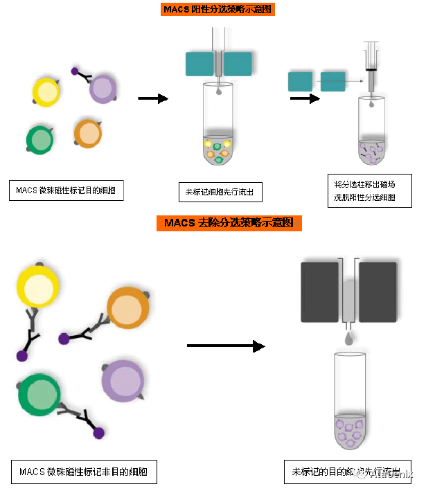 免疫磁珠法分离细胞原理