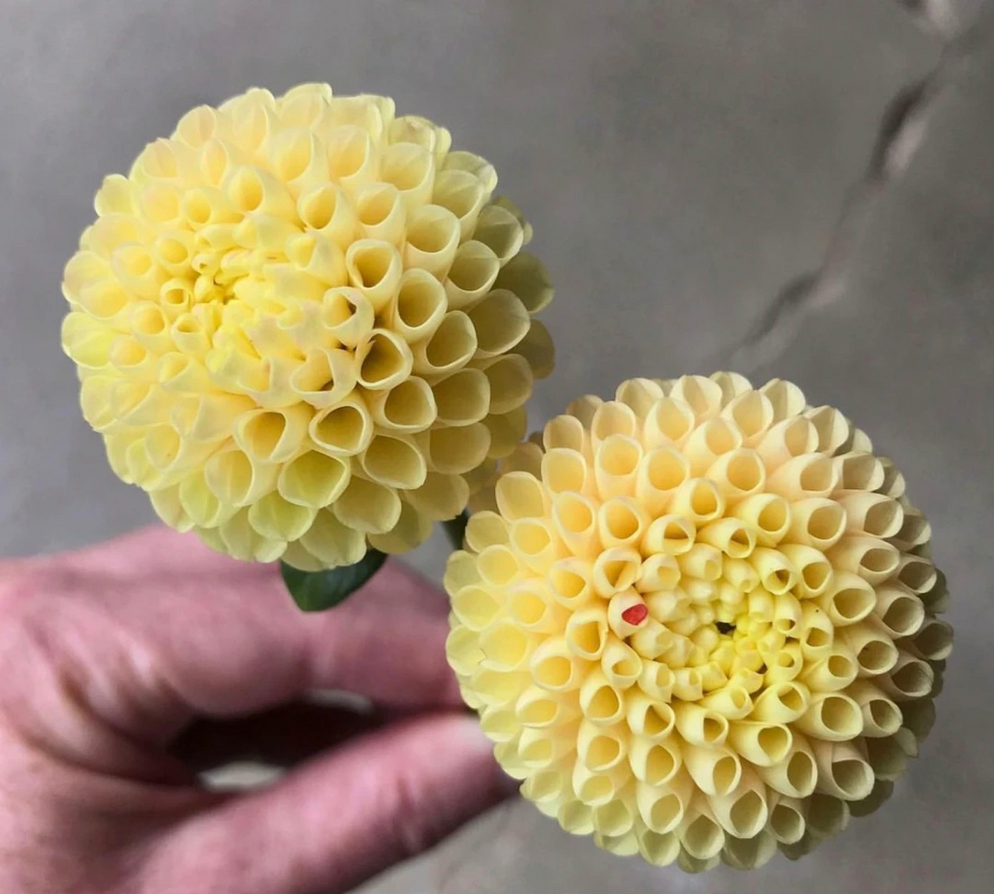 各种颜色,各种形状的,各种品种的小花花