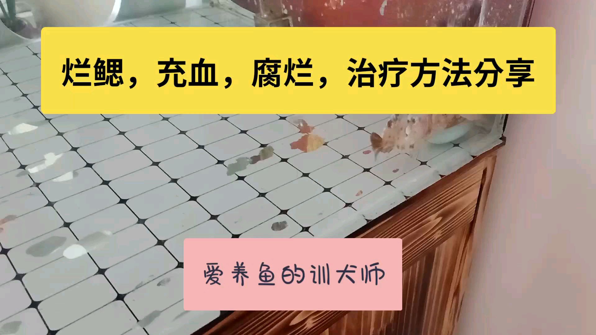 兰寿金鱼烂鳃,腐烂,体表充血,炸鳞,绝对管用的治疗方法来了