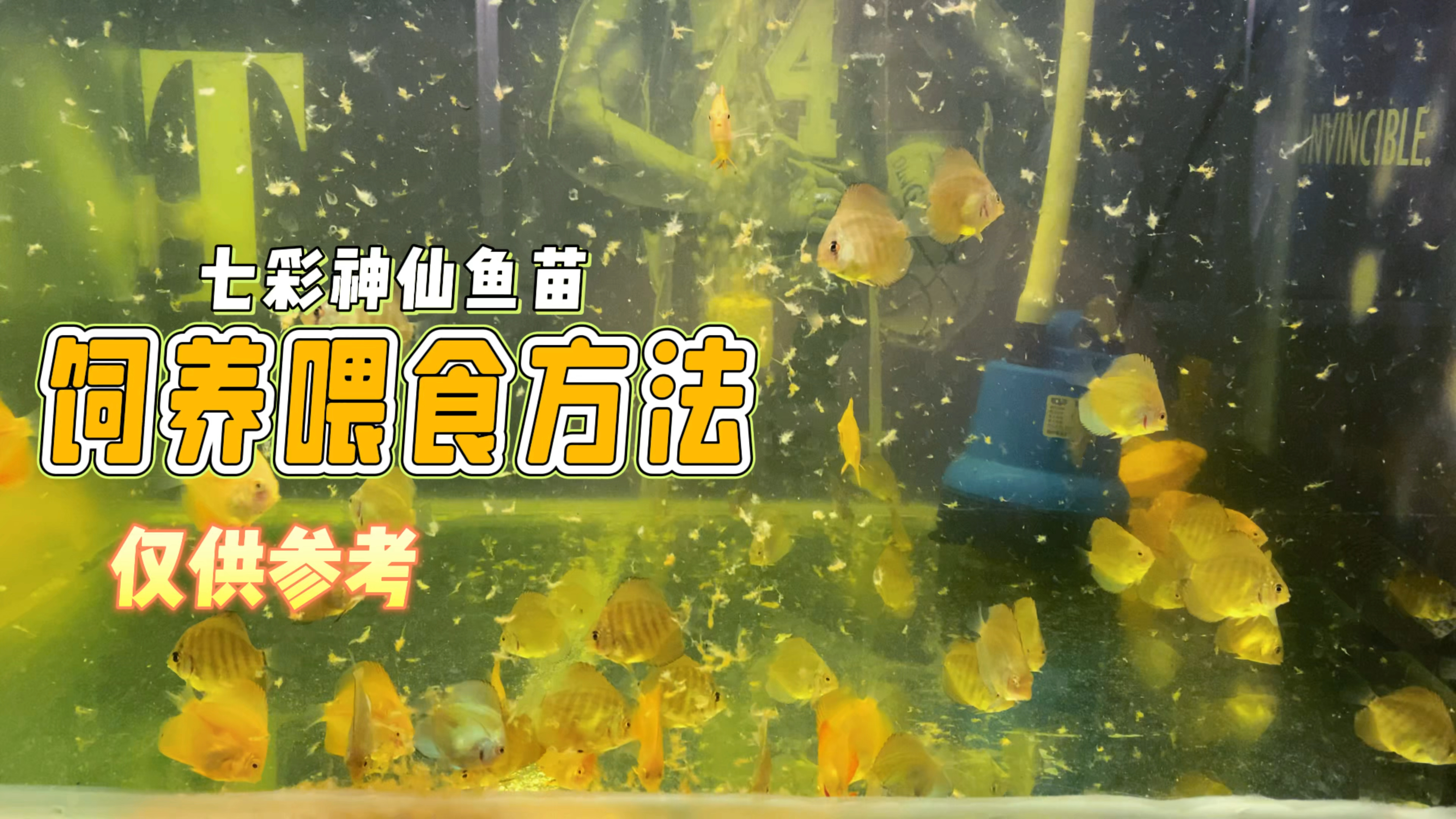 七彩神仙鱼的小鱼苗怎么喂食长得快,今天简单分享一下少食多餐法