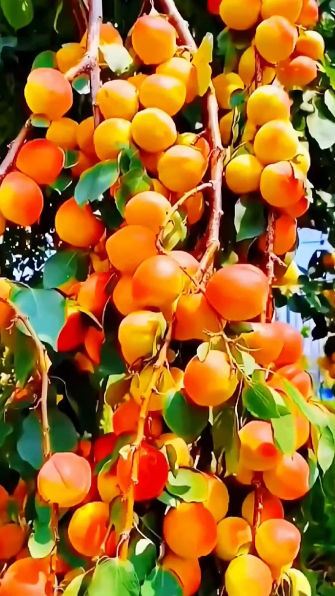 这就是大果帝王杏