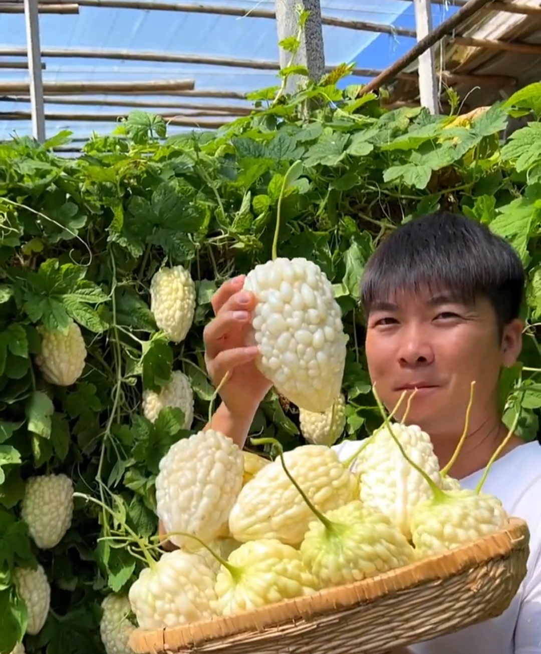 这个瓜外形美观,大家有认识是啥的吗?