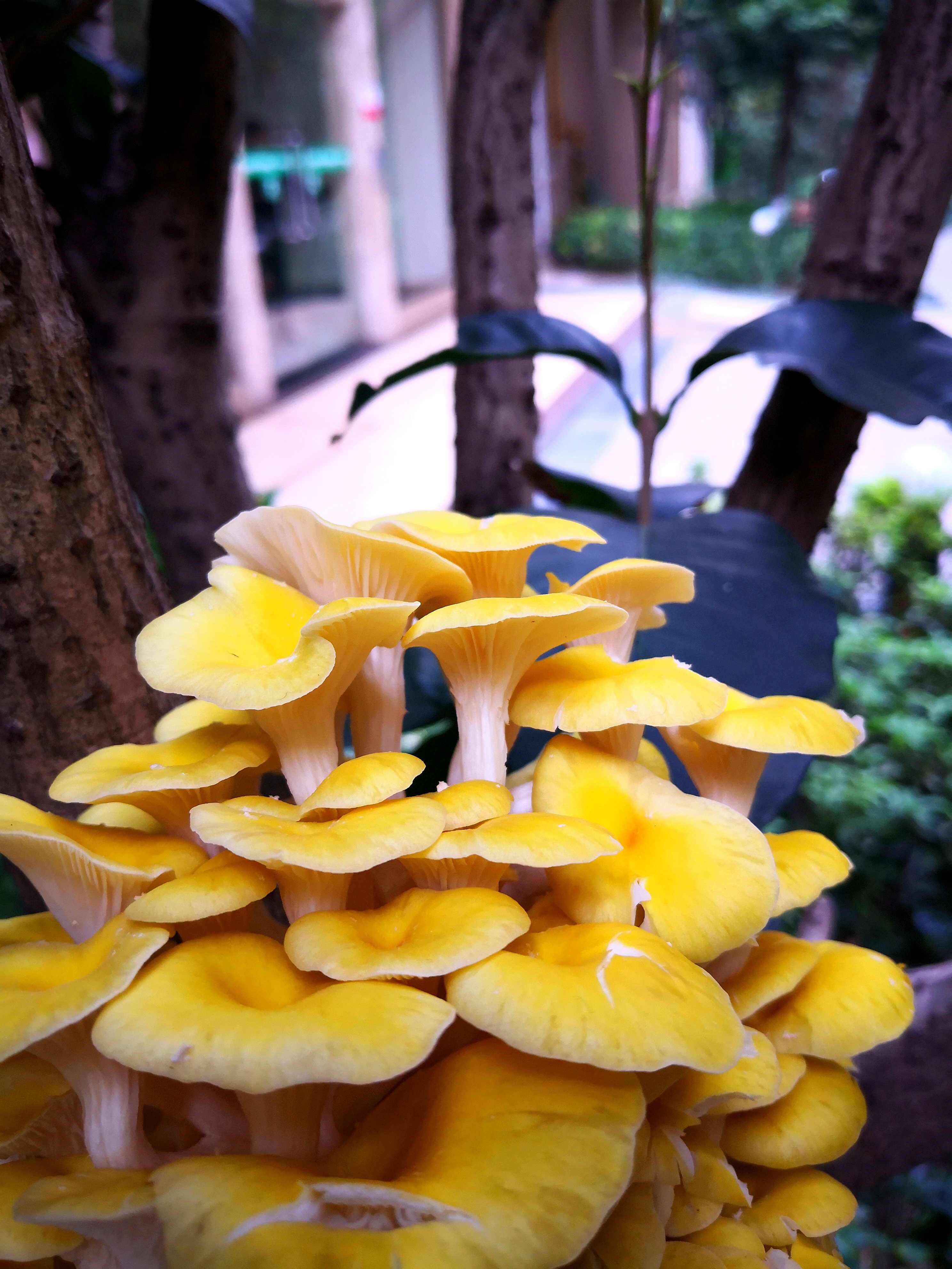 小区花园摘的鸡油黄菌菇