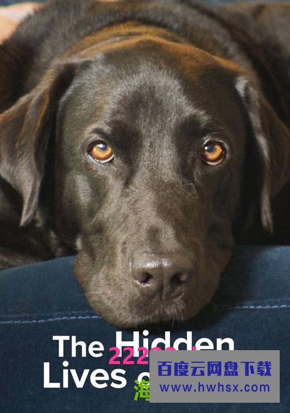 [宠物的秘密生活 The Hidden Lives of Pets 第一季][全04集][英语中字]4K|1080P高清百度网盘