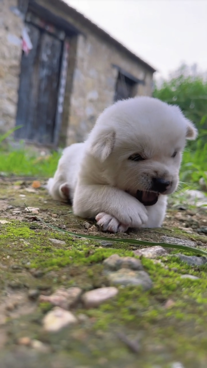 趴在地上想睡觉的小奶狗