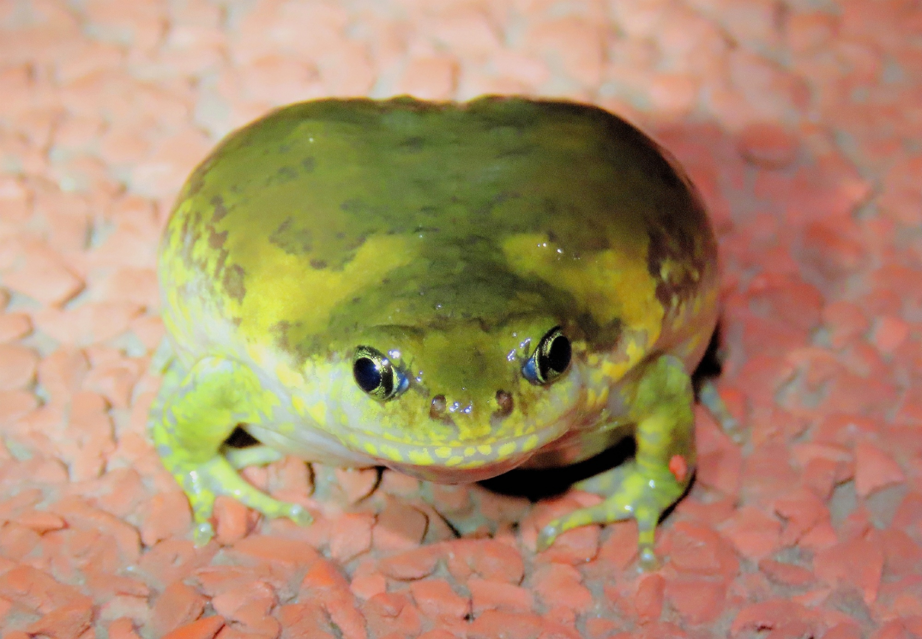 【北方狭口蛙】 家蛙们谁懂啊,我好端端趴在路边就被人踢了一脚,给我