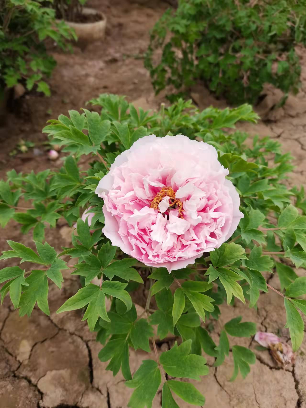 陕西牡丹花苗种植户 西安观赏牡丹基地周至牡丹盆栽苗3