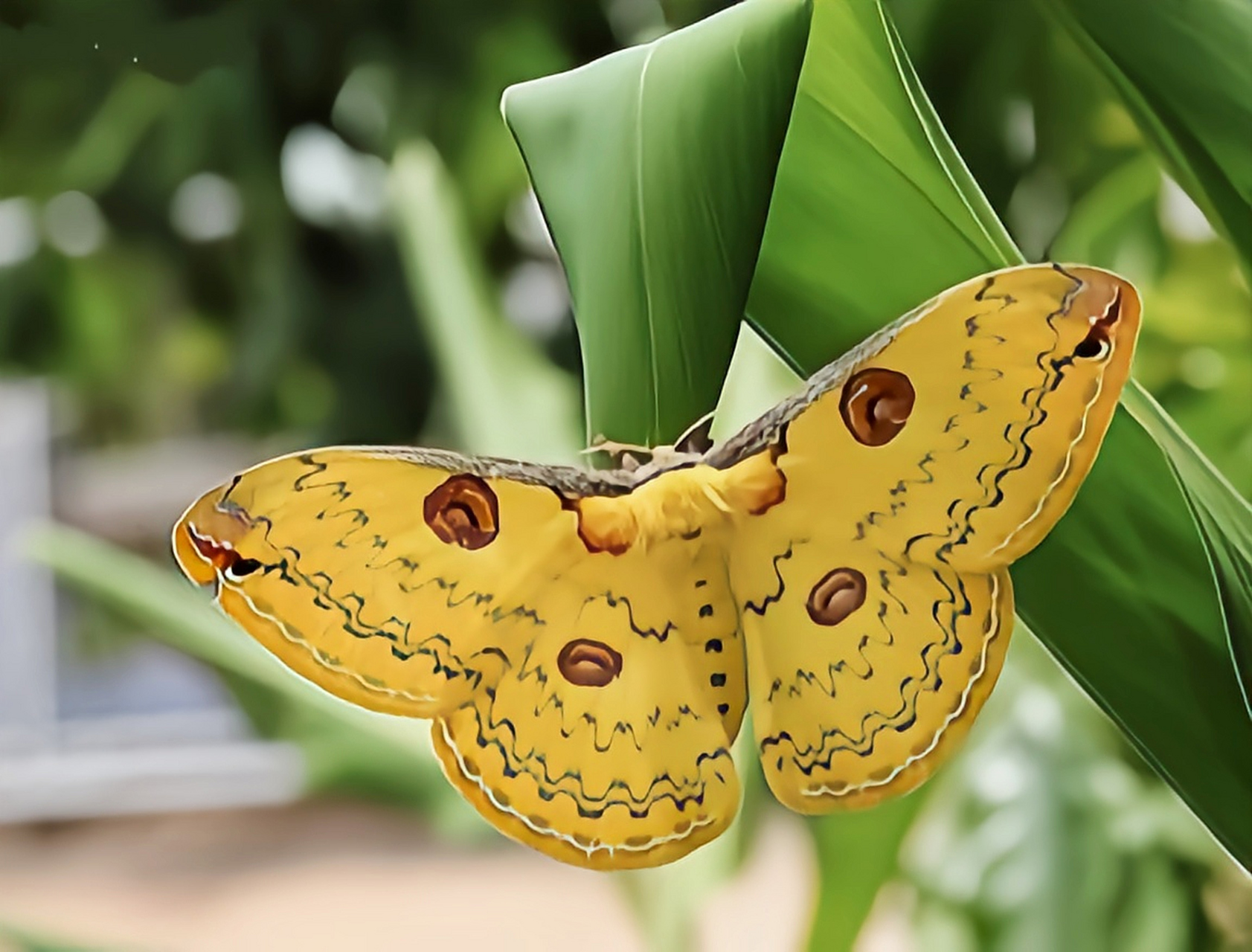 每天认识一种昆虫——粤豹天蚕蛾  粤豹天蚕蛾是鳞翅目,大蚕蛾科昆虫