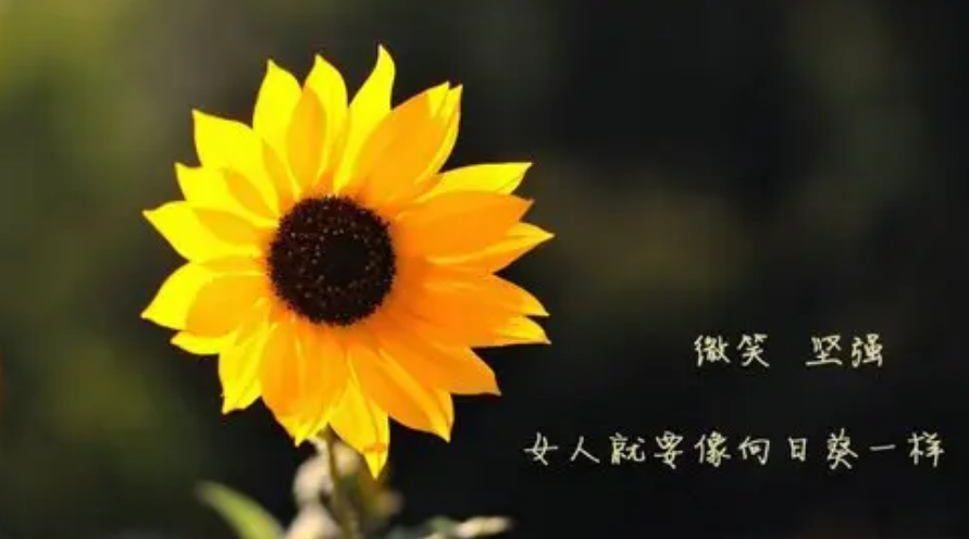 女人干事业的励志句子