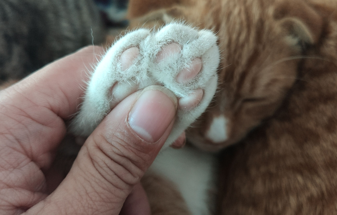 猫咪脚垫形状竟能决定性格?亲测超准!