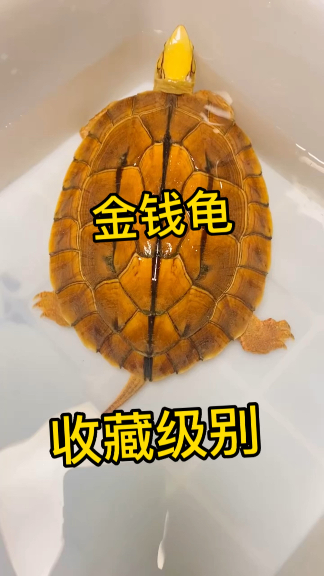 极品海南西线金钱龟大宽头,淡眼线.