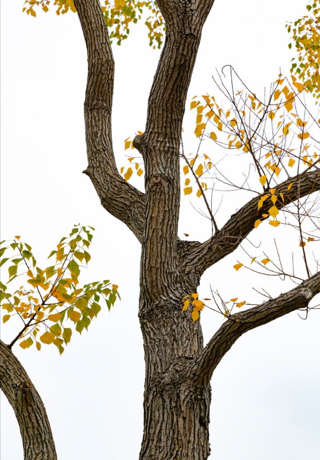 满院秋香一树风