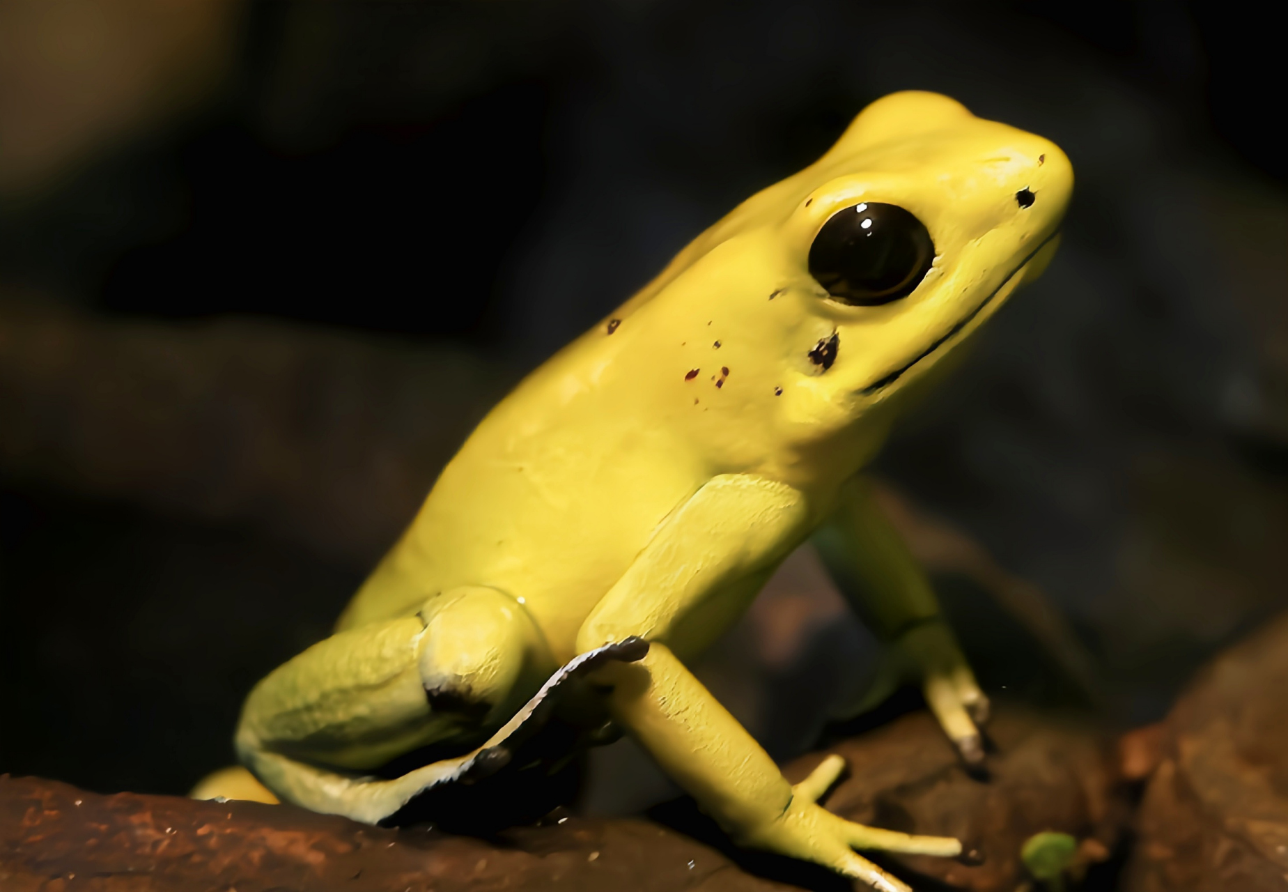 每天认识一种动物——金色箭毒蛙 黄金箭毒蛙别名金色箭毒蛙,原产于