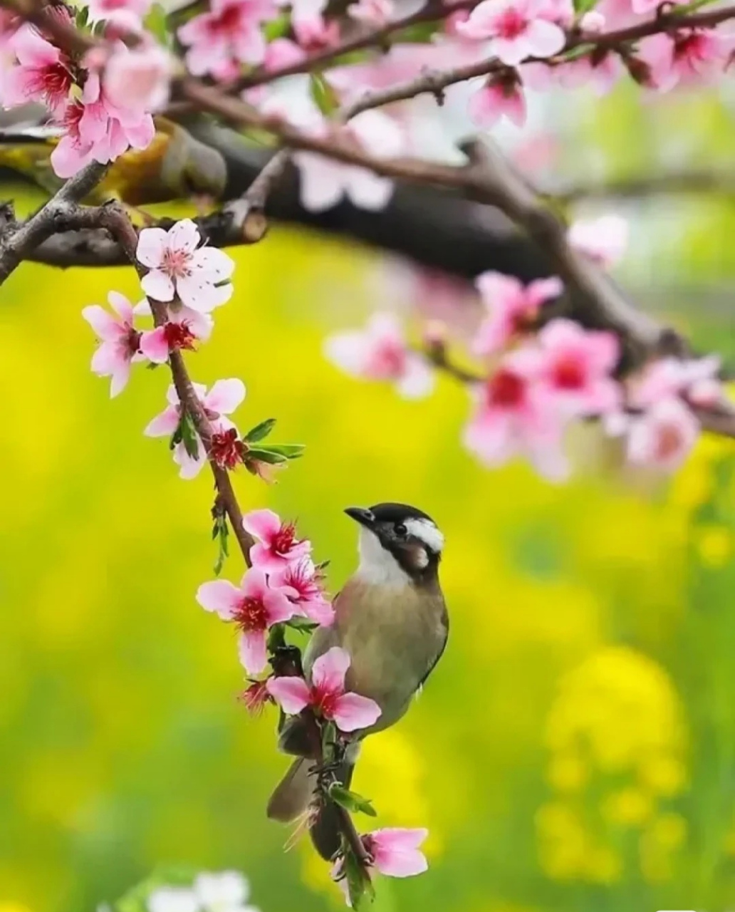 喜鹊唧唧叫,好事要来到 /喜鹊登枝,吉祥如意