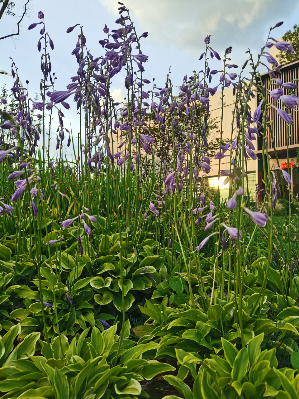 紫萼(è)是天门冬科玉簪属的多年生草本植物.