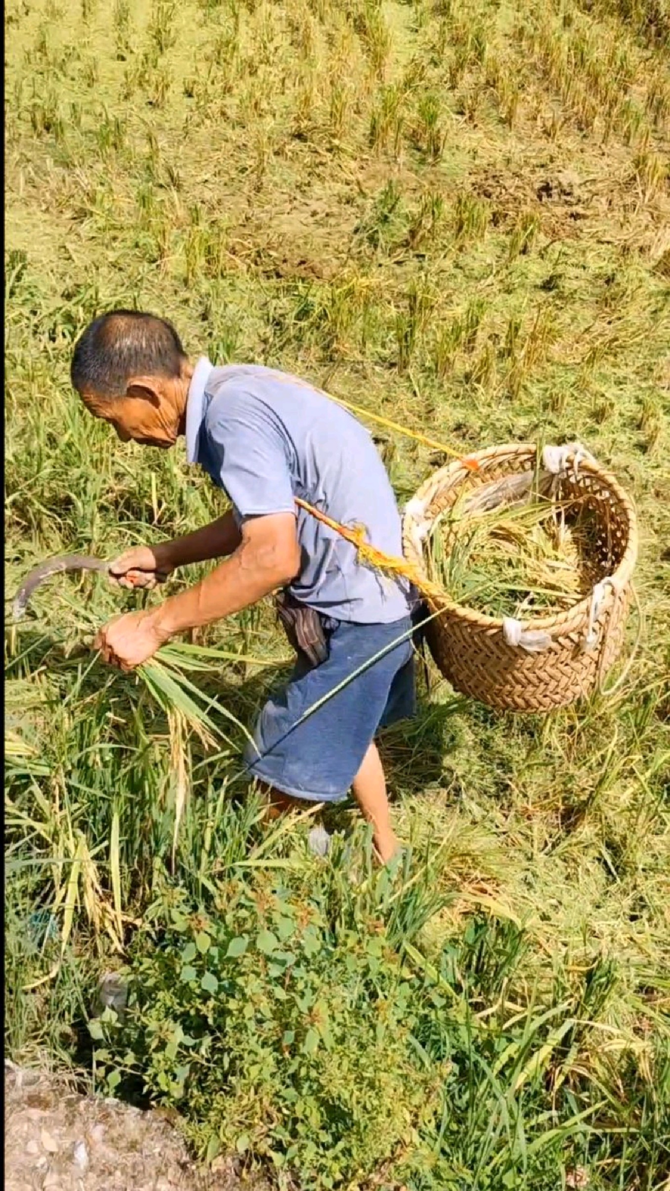 站在稻子堆上的照片图片