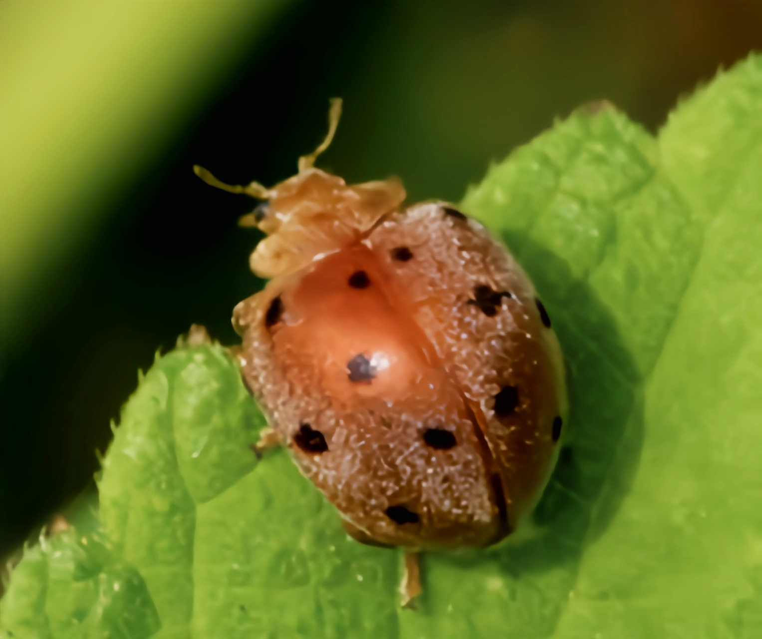 每天认识一种昆虫——茄十二星瓢虫 茄十二星瓢虫别名锯叶裂臀瓢虫,原