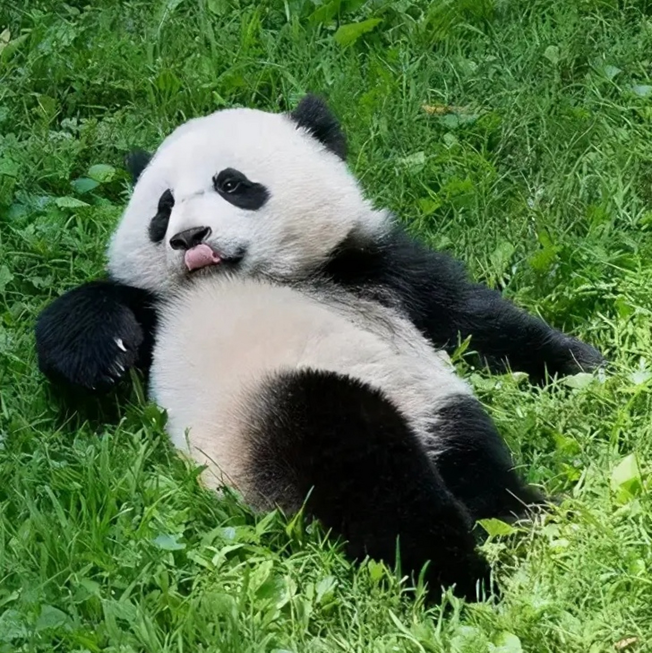 超级萌90熊猫:人见人爱90一片天真憨态奇0269♂15腹中藏竹