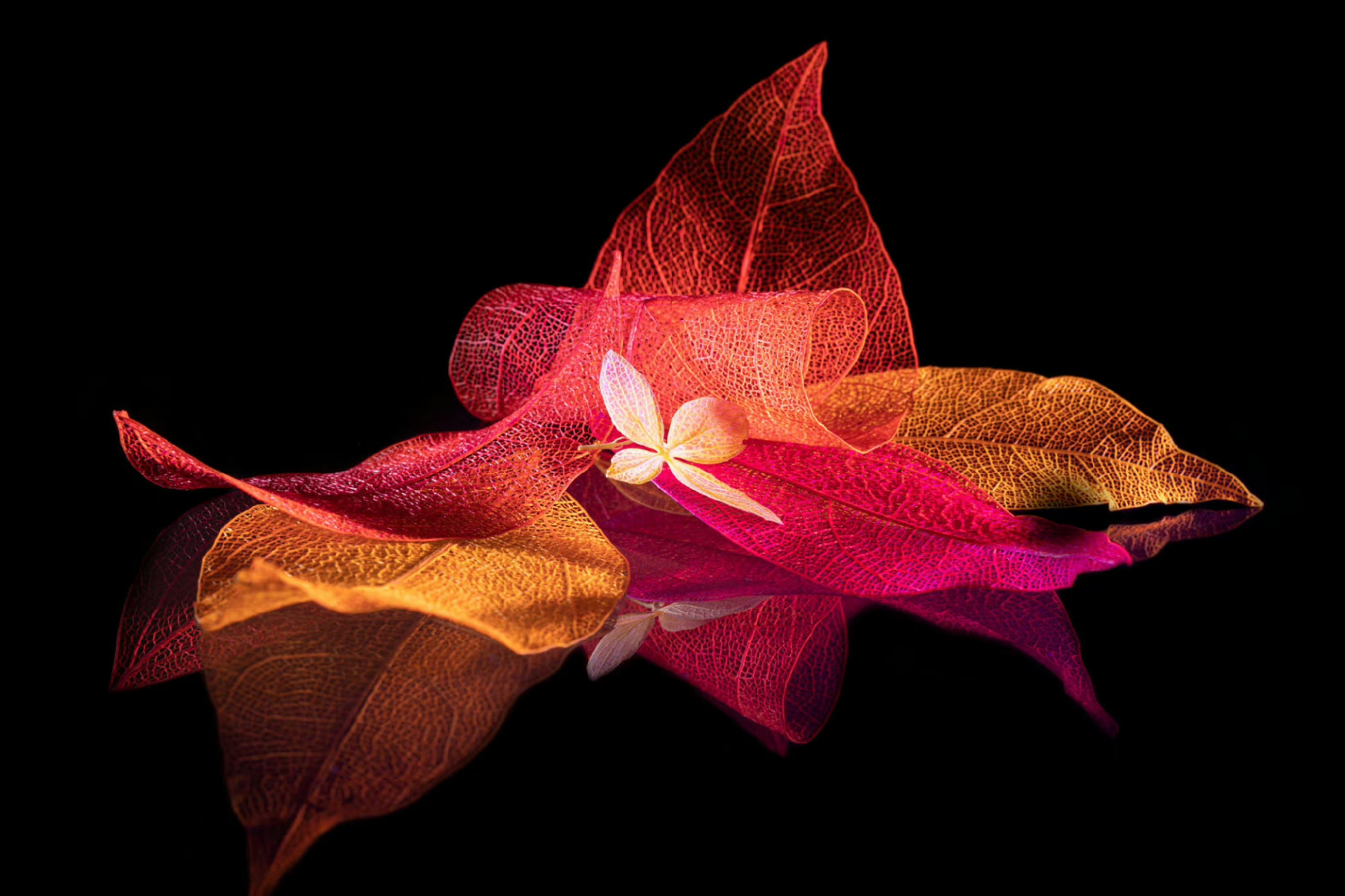 【精选美图·叶与脉·个性微距摄影作品】  ◎推荐各类优秀的摄影作品