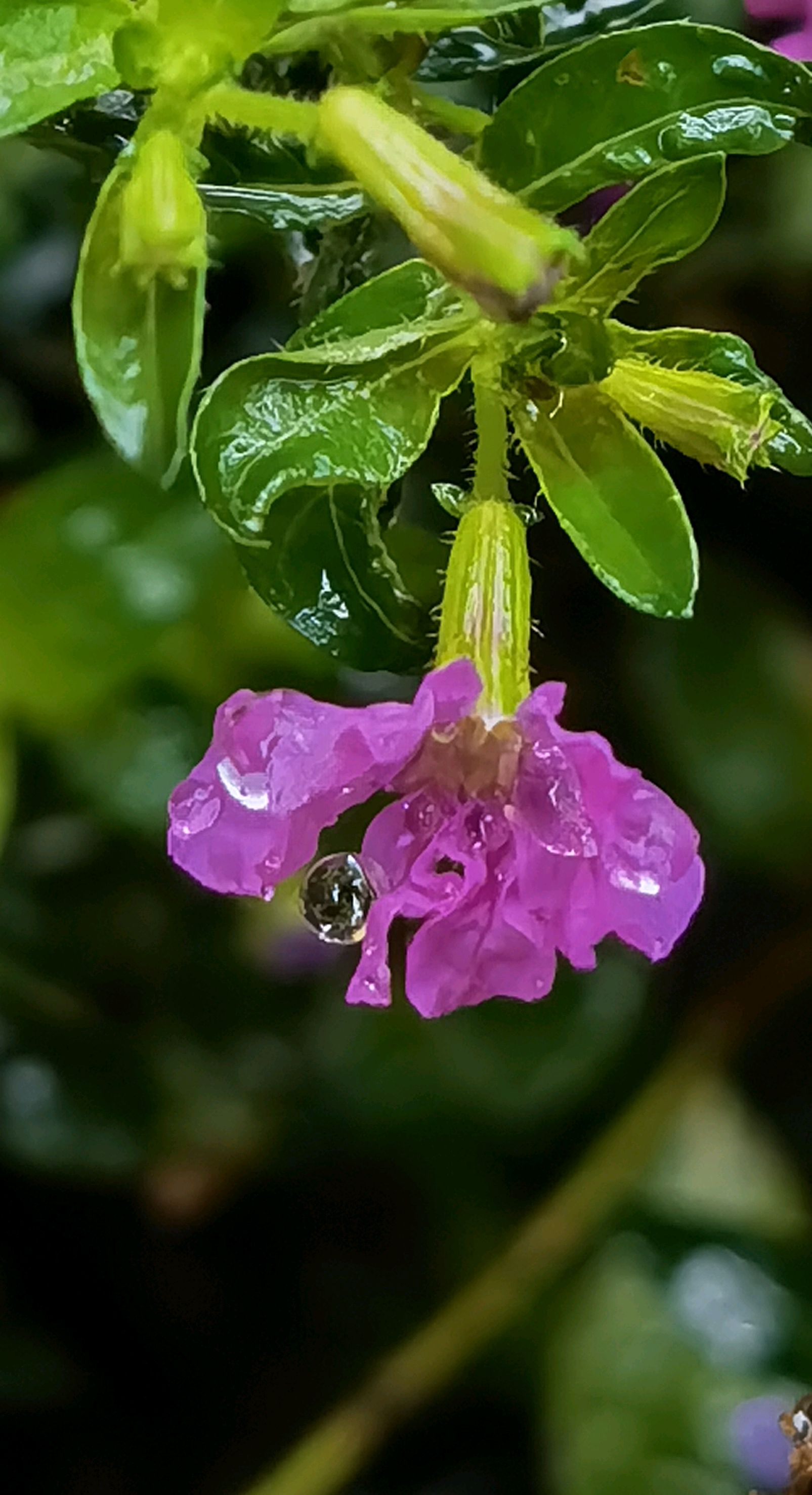 小小萼距花